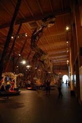 Dinosaur exhibition