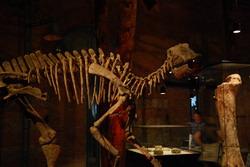 Dinosaur exhibition